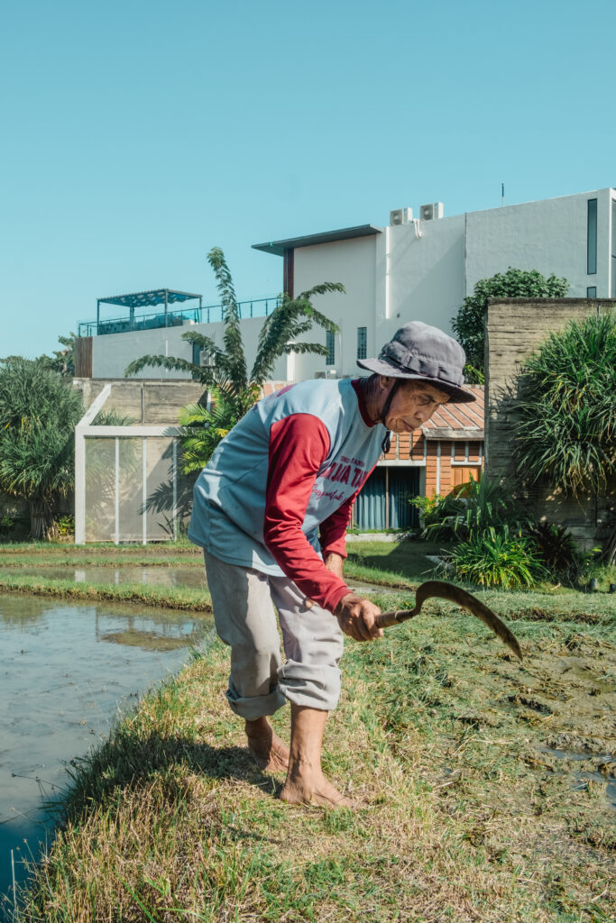 Pekak Aga: The Heart of Shore Amora Resort's Rice Field in Canggu